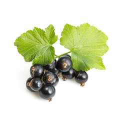 Ribes nigrum (Blackcurrant) fruit and leaves