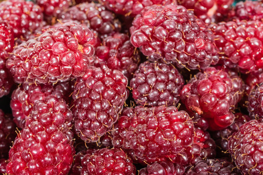 Fresh Tayberries closeup macro