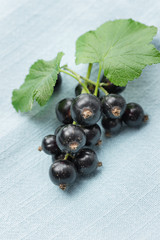 Ribes nigrum (Blackcurrant) fruit and leaves