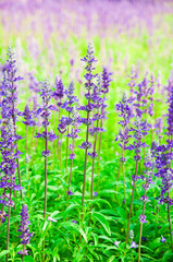 Fototapeta premium Clary Sage (Salvia sclarea) for background use