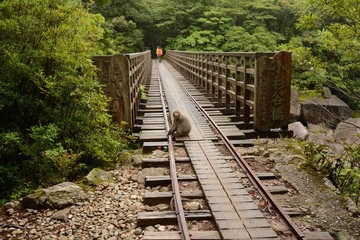 Fototapeta premium 威嚇するサル