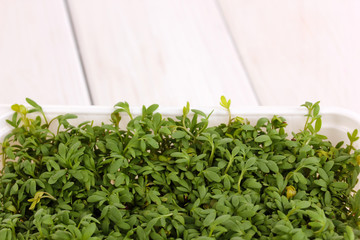 Fresh garden cress in white plastic box close-up on wooden