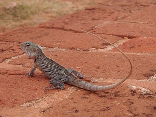Grey lizard on hot red brick path, Sri Lanka