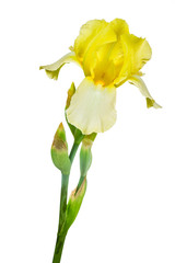 yellow iris isolated on white background