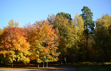 Naklejka premium Autumn forest against blue sky