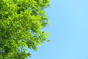 Beautiful spring leaves on tree outdoors