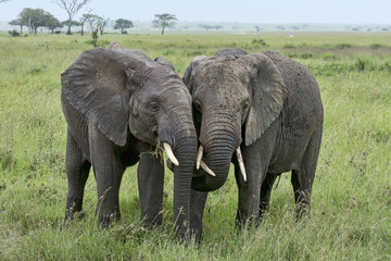 Fototapeta na wymiar Tansania-Elefant-14966