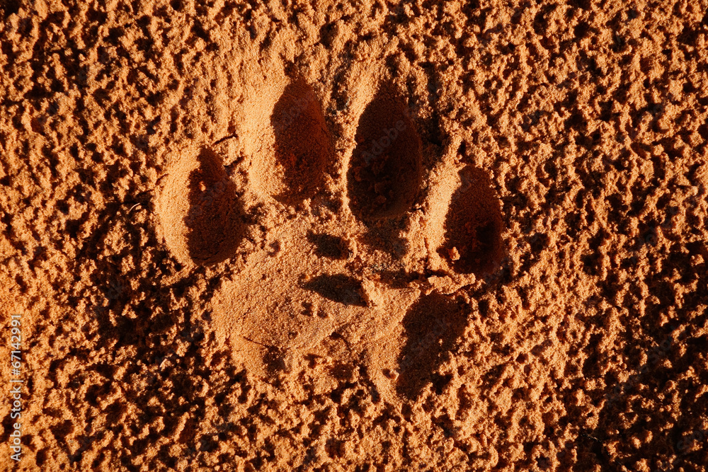 Wall mural Lion paw imprint in soft sand