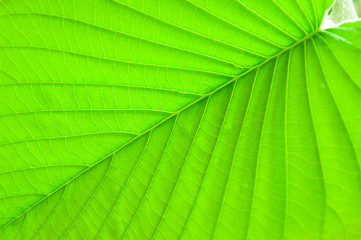 fine leaf texture