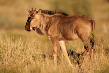 Blue wildebeest calf