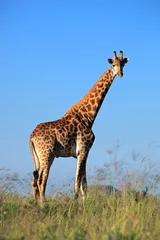 Foto auf Acrylglas Antireflex A large giraffe bull against a blue sky © EcoView