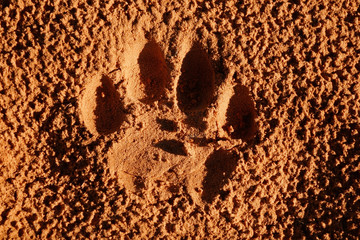 Lion paw imprint in soft sand