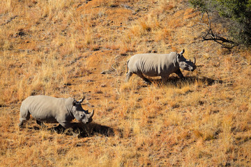 Aerial view of white rhinoceros pair in grassland © EcoView