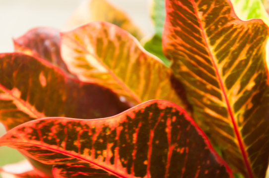 leaves background in sunny day, foliage of kroton