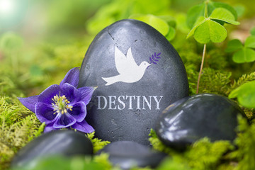 Destiny