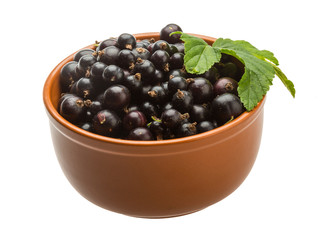 Black currant