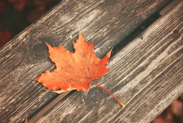 Autumn leaf on wooden bench at park