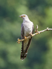 Common Cuckoo (Cuculus canorus)