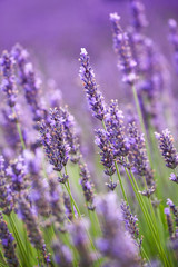 Lavander flowers