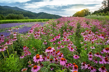 Naklejka premium Echinacea and lavender field