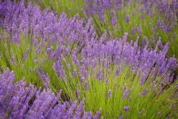 Lavander flowers