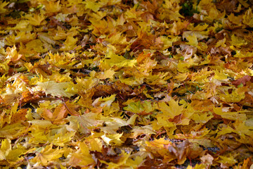 Autumn leaves background
