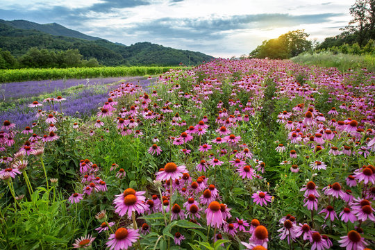 Fototapeta Echinacea and lavender field