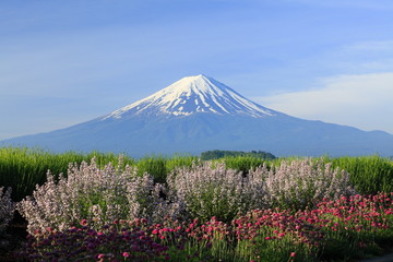 富士と５月の花