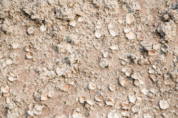 Muschel Hintergrund maritim mit Fossilien - Kalkablagerungen