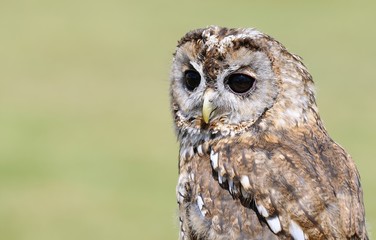 Tawny owl, strix aluco.
