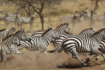 Fototapeta na wymiar Herd of zebras gallopping