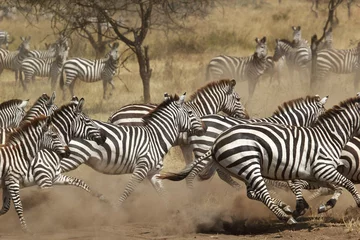 Rolgordijnen Kudde zebra& 39 s galopperen © mattiaath