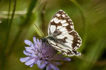 Schmetterling auf Blüte