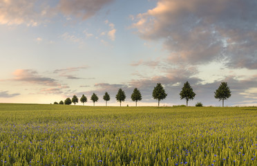 Lato na polu w Niemczech © Mike Mareen