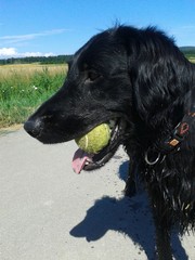 Hund mit Tennisball