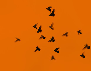 Pigeons on the background of sky with sunset.