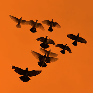 Pigeons on the background of sky with sunset.