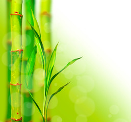 Fototapeta na wymiar Beautiful bamboo background with bokeh
