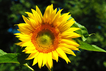 Fototapeta premium Girasole