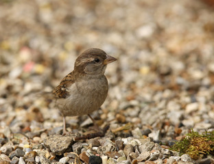 Baby Tree Sparrow