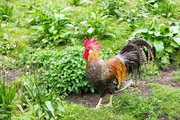 Stolzer bunter Hahn