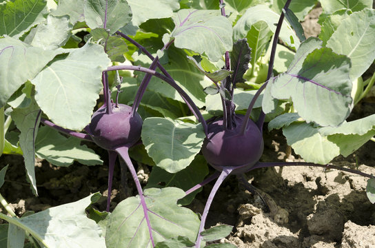 purple kohlrabi