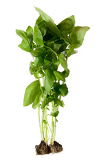 Basil bunch © Yuriy Chertok