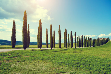 typical tuscan countryside with cypress and meadow