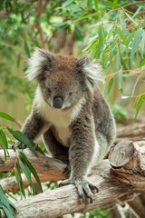 native Australian Koala