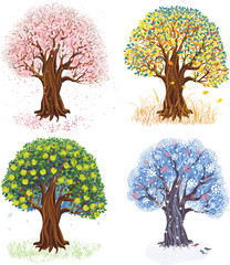 Apple tree during four seasons