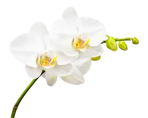 Türaufkleber Orchidee Drei Tage alte Orchidee isoliert auf weißem Hintergrund.