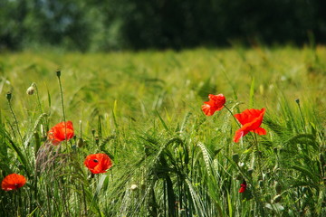 Coquelicots dans un champ de blé,Aisne