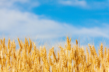 Fototapeta premium golden oat field against blue sky
