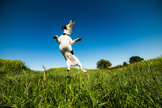 Wilma springt